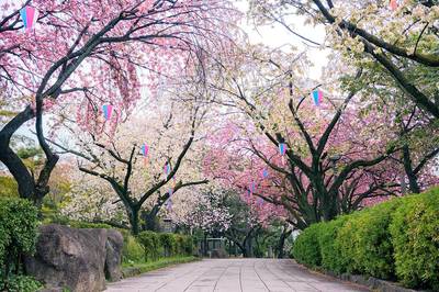 探秘東瀛 12處日本必打卡景點(diǎn)與深度公園觀光指南